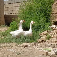 یک جفت قوغاز لیندای سفید