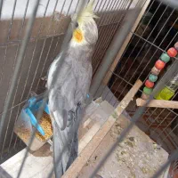 عروس هلندی نر