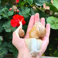 حلزون تراپی