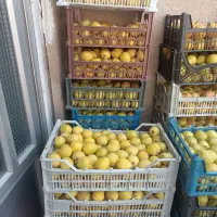 فروش گلابی شیروان|خوردنی و آشامیدنی|مشهد, شهید علی محمدی|دیوار