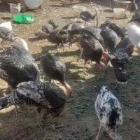 بوقلمون فروشی|حیوانات مزرعه|سبزوار, قصبه شرقی|دیوار