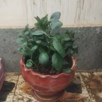 گل طبیعی|گل و گیاه طبیعی|شیراز, گویم|دیوار