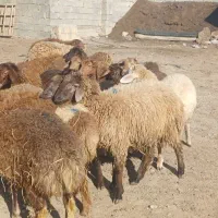 بره فروشی اوتتاخ|حیوانات مزرعه|اصلاندوز, |دیوار