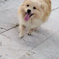 سگ پاکوتاه