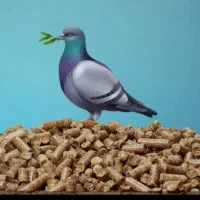 کود کبوتر