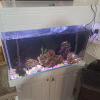 اکواریوم|ماهی|رودهن, |دیوار