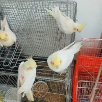 عروس هلندی