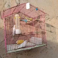 مرغ عشق|پرنده|بندر ماهشهر, |دیوار