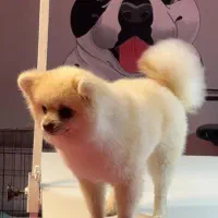 سگ پامر انین یک ساله گم شده|حیوانات|بجنورد, |دیوار