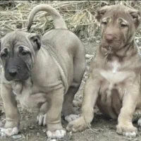 تولهای با کیفیت سراب