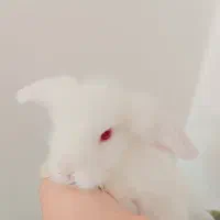 بچه خرگوش لوپ