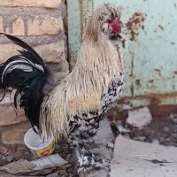 خروس|حیوانات مزرعه|کشکوئیه, |دیوار