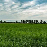 فروش ۱۴۰۰ متر شالیزار عینک|فروش زمین و ملک کلنگی|رشت, عینک|دیوار