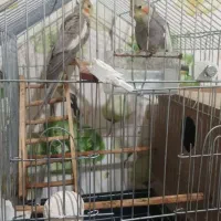 یک جفت عروس هلندی