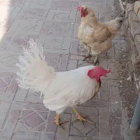 مرغ و خروس سالم و سرحال