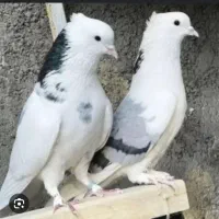 کفتر