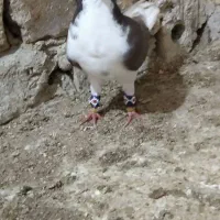 کفتر|پرنده|مشهد, همت آباد|دیوار