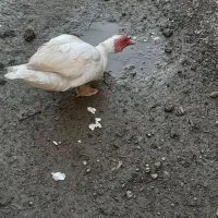 اردک اسراییلی نر