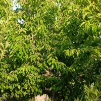 فروش باغ شهری در کودیان به قیمت دلالی|فروش زمین و ملک کلنگی|شیراز, کودیان|دیوار