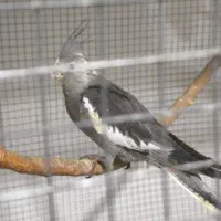 جوجه عروس سرلاکی لوتینو و وایت فیس|پرنده|عسلویه, |دیوار