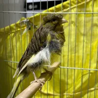 قناری سهره گلبسر عروس