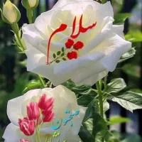 با درود به تعدادی کارگر نیازمندیم