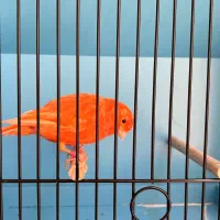 قناری سرخ رد فاکتور و پرفری