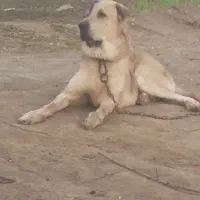 سگ پژدر نر و ماده.