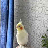 عروس هلندی
