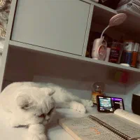 گربه برتیش اسکاتیش ماده