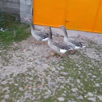 غاز کاکولی|حیوانات مزرعه|رشت, جانبازان|دیوار