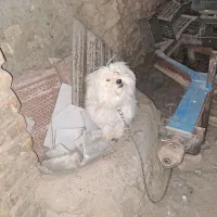 سگ شیتزو نر