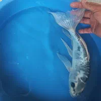 ماهی کوی ژاپنی