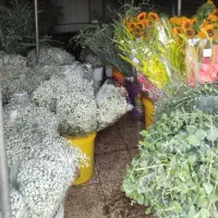 گل عمده (شاخه ای)|گل و گیاه طبیعی|ری, بازار گل خاوران|دیوار