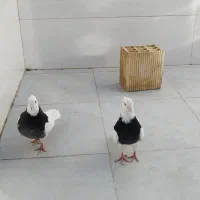 فروش|پرنده|اصفهان, سودان|دیوار