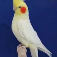 معاوضه با قناری یا سحره یا خ زینتی