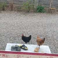 مرغ محلی|حیوانات مزرعه|خان ببین, |دیوار