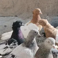 20 تا کفتر هوایی|پرنده|زرقان, |دیوار