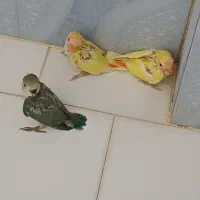 طوطی برزیلی خوشرنگ وزیبا|پرنده|تهران, افسریه شمالی|دیوار