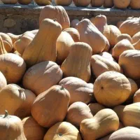 کدو حلوایی