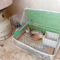 فنچ نروماده