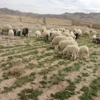 68000000|حیوانات مزرعه|آباده, |دیوار