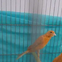 قناری  ماده