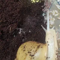 حلزون آلبینو|خزنده|شیراز, آبیاری|دیوار