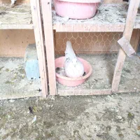 کبوتر فروشی|پرنده|پاکدشت, پاکدشت (مامازند)|دیوار