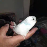 چند مرغ عشق همراه با جوجه.قفس و تمام تجهیزات|پرنده|بیجار, |دیوار