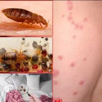 سمپاشی وموریانه زدایی بصورت تخصصی وضمانتی