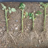 قلم رز سامورایی|گل و گیاه طبیعی|محلات, |دیوار