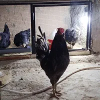مرغ و خروس گلین