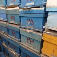 فروش زنبور عسل